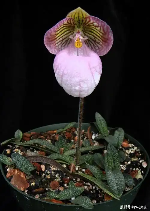 兜兰花朵可爱,花朵大而艳丽,掌握关键两点,新手也能养好