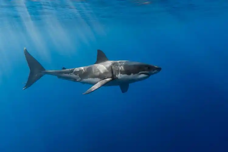 great white shark widescreen hd wallpaper 62760