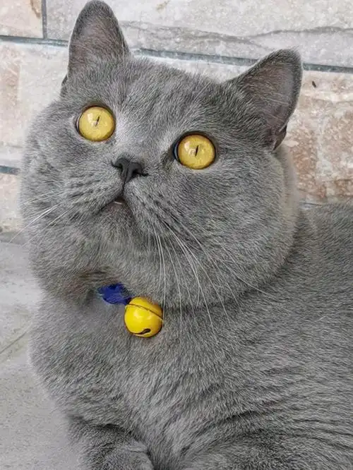 纯种英短蓝猫78求偶配种叮!