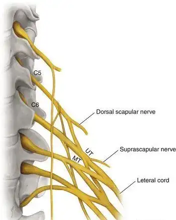 【一文终结】肩关节周围神经损伤
