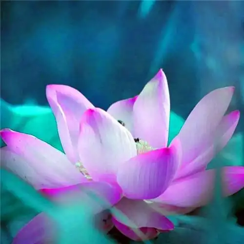 佛系图片头像禅意荷花 独一无二的佛系莲花图片微信头像_微信头像