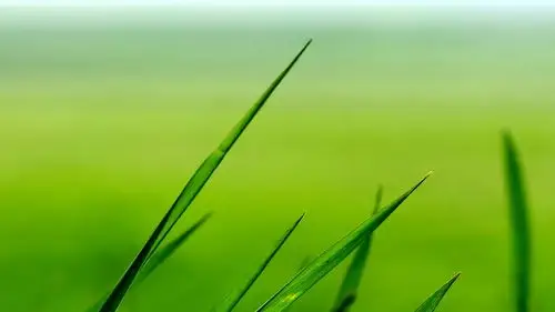 安卓(android)小清新 舒缓压力 绿色高清手机壁纸免费下载,安心市场