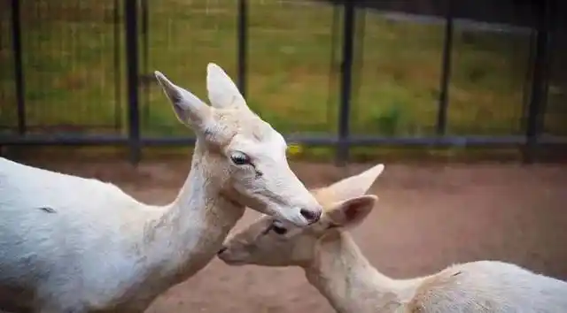 水禽类 涉禽类动物 马鹿             动物尽在 邯郸佛山野生动物园!