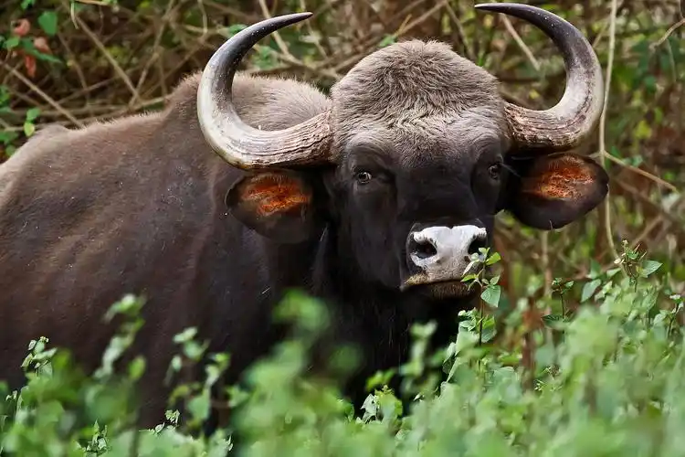 印度野牛▲亚洲象▲绿孔雀▲望天树此外得天独厚的气候条件使得一些