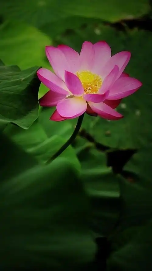 走进一个唯美的荷花意境