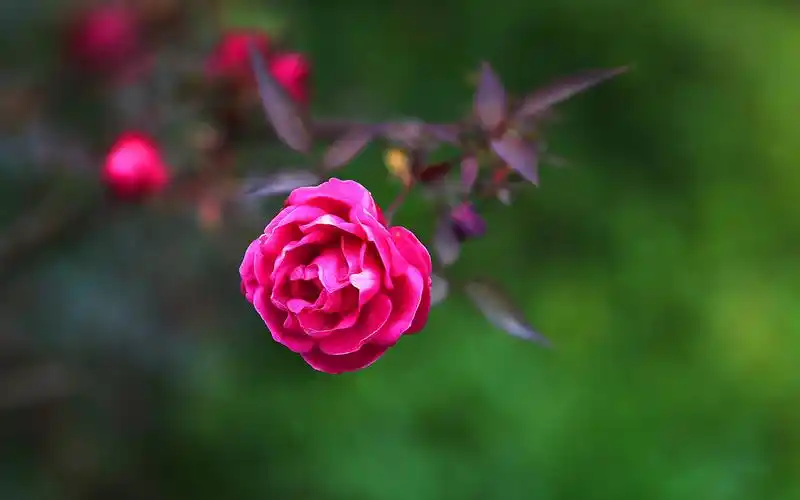 摄影图片桌面壁纸第一辑高清大图预览1920x1200_风景壁纸下载_美桌网