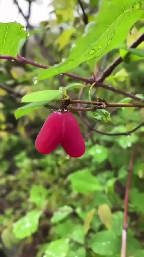 爱心果又叫相思果好吃的盆景59