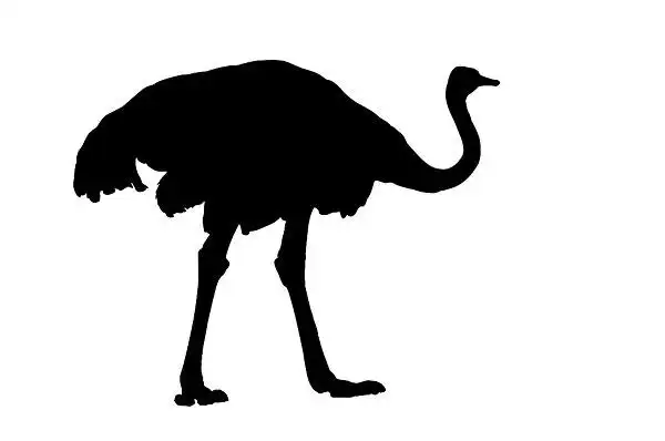 插画鸟剪影图片