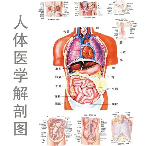 人体解剖图 - 全彩高清医学专业典籍