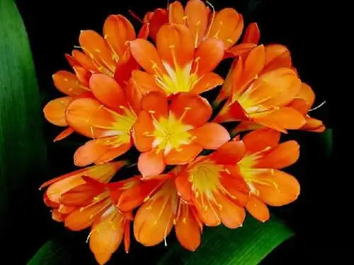 这6种花不用管 自己就开花爆盆