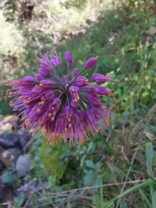 "球序韭,伞房花序球.