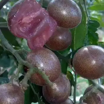 紫肉黄皮果 新品种紫肉黄皮苗正宗嫁接苗 品种保证,可合同.