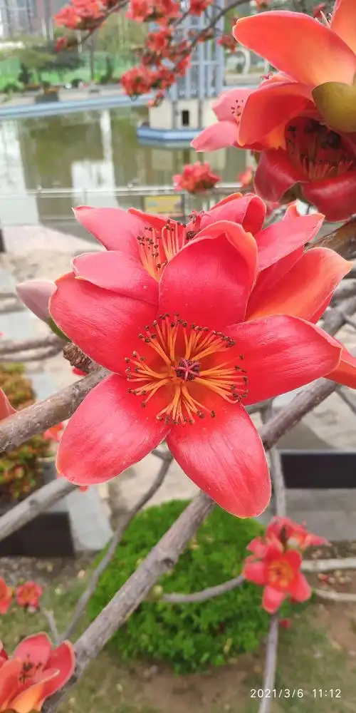 阳春三月莞城《滨江体育公园的木棉花》