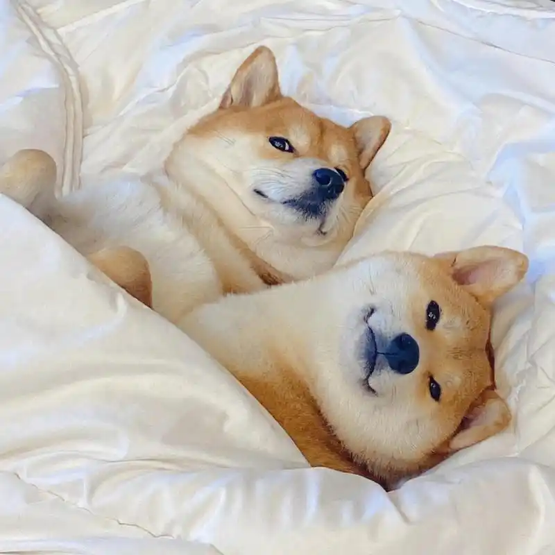 2021最新微信头像|背景图 可爱的柴犬又来啦,这次是来了两只哟 哈哈哈