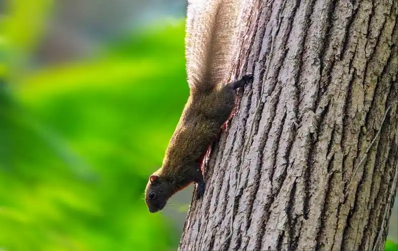 松鼠的幸福生活-松鼠生活照分享_大自然_参数_iso