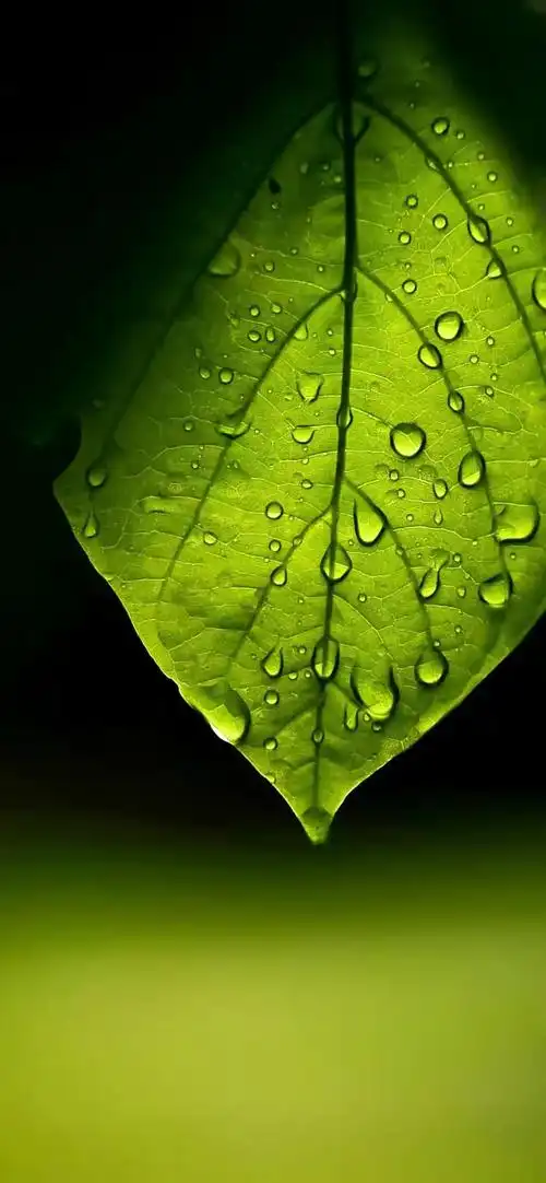 再来一波壁纸玩玩 - 华为nova系列 花粉俱乐部