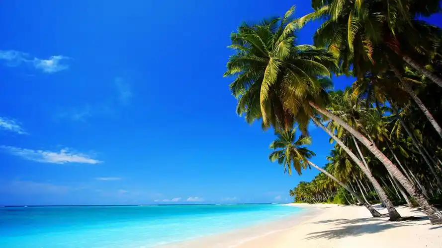 大海椰子树风光 图片素材下载-自然风景-自然景观-图片素材 - 集图网