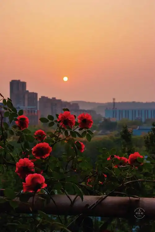 盛放在围墙上的红蔷薇