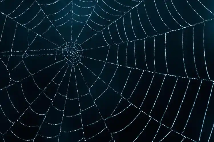创意蜘蛛网背景高清图片下载