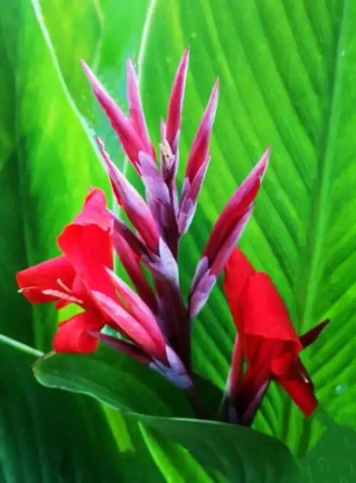 花卉专集(八):美人蕉