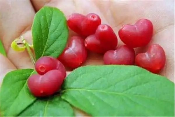 41种不常见的罕见水果图片和名字