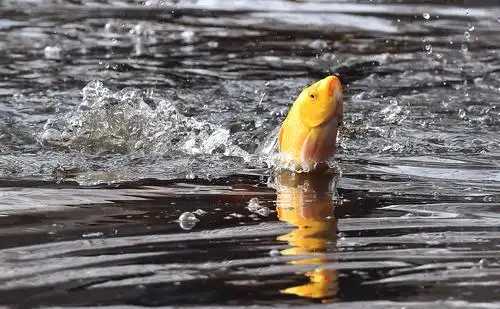 其它 春来湖面的凤头鸊鹈 写美篇湖边春来鱼跳跃,鸊鷉潜水捉鱼忙,每年