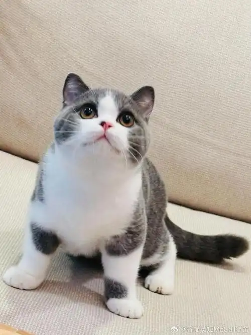 英短猫舍##英短##英短蓝猫##英短蓝白##cfa英短蓝白##英短蓝猫乳白蓝