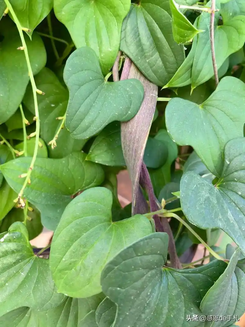 疯狂的山药藤蔓,竟然长成了扁绳