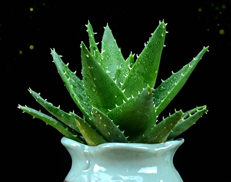 掌握这些不愁养不好不夜城芦荟!