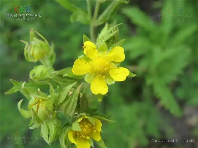 菊叶委陵菜(植物)