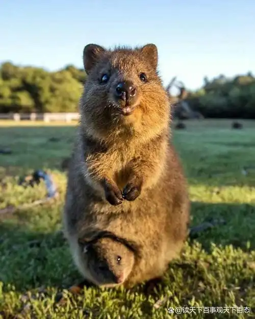 它们大多生活在澳大利亚西南海岸外的洛特尼斯岛.
