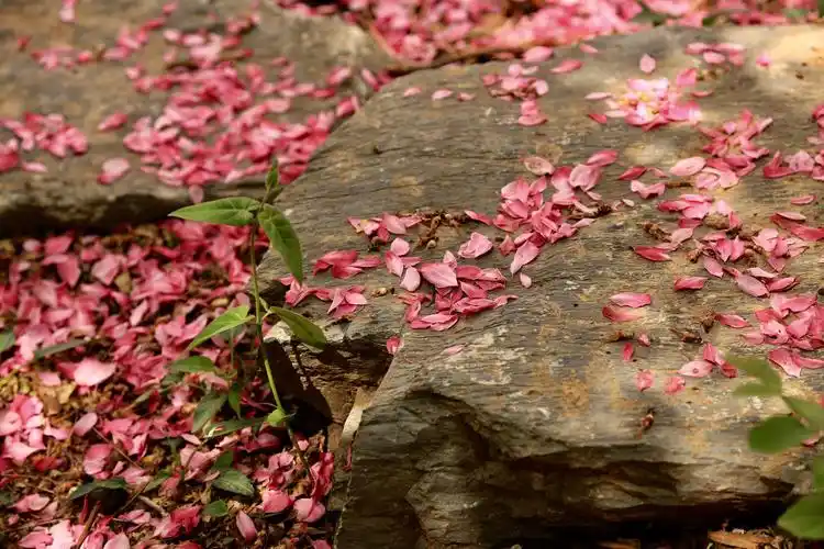 桃花随风飘散,迎来新的开始