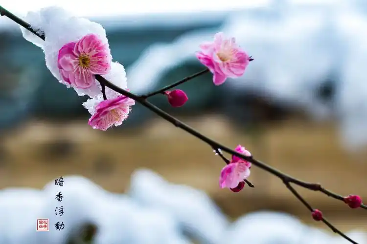 一剪寒梅,傲立雪中,只为伊人飘香!