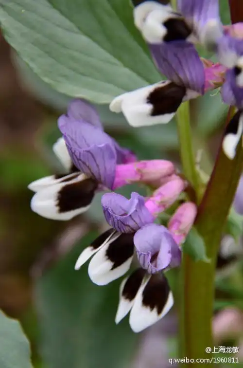 【春拍花卉:蚕豆花】——2013.03.30摄于苏…-堆糖,美好生活研究所