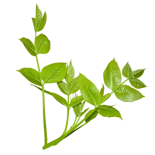 绿色叶子植物儿png免抠图素材