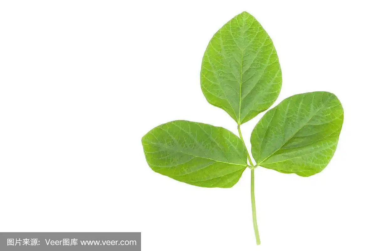大豆绿叶特写孤立在白色的背景