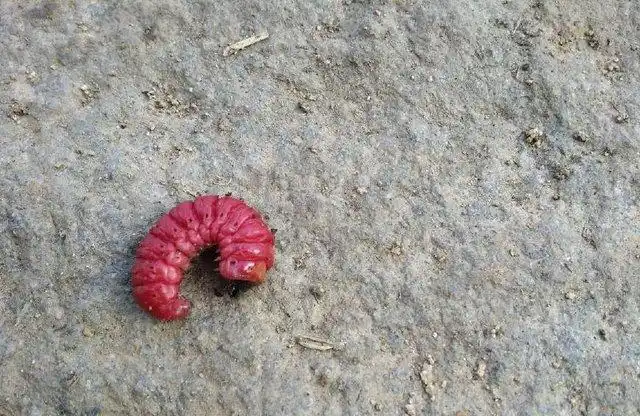 应该是生了虫榆树不值钱,又不大,现在的小孩也不会顽皮的去和一棵树过