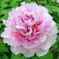 牡丹花头像大全 高清红色牡丹花头像_微信头像图片大全