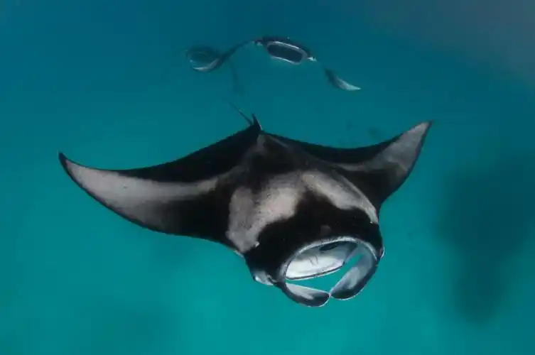 为什么蝠鲼可爱又可怜