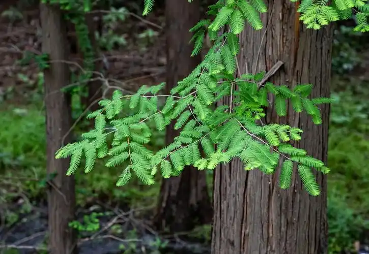清新的水杉叶子