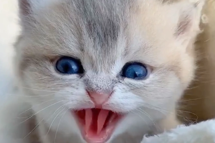 小奶猫实力演绎什么叫真正的奶凶!