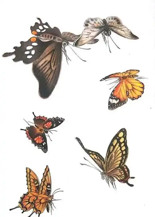 一组蝴蝶工笔画白描素材,太美啦,记得收藏!