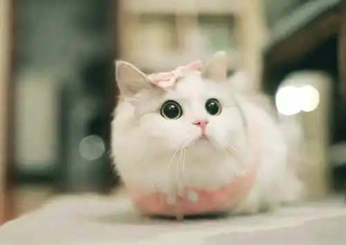 刷爆朋友圈的粉色世界,连老夫的少女心都要炸了.