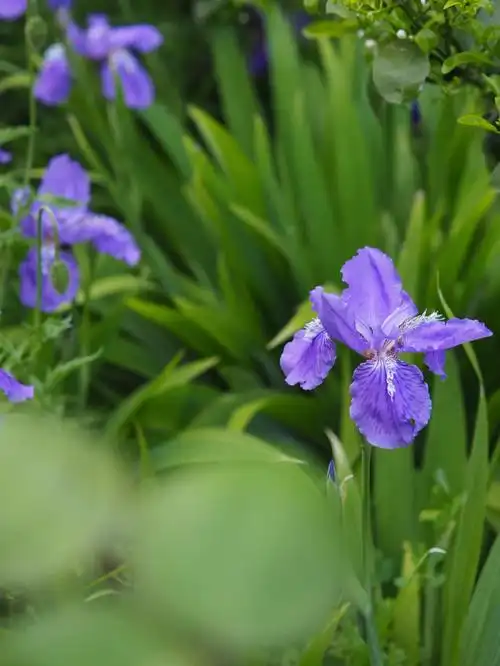 小花园里的鸢尾花