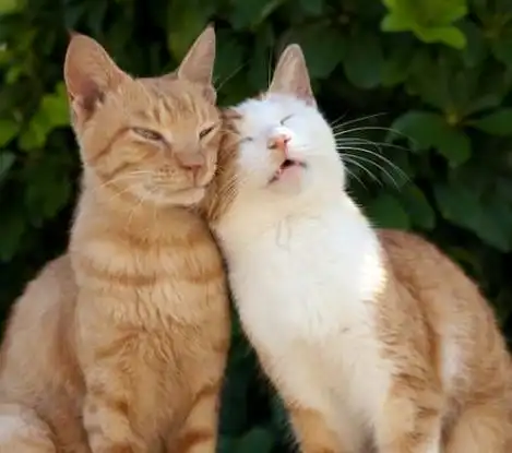 秀恩爱晒图专场520甜蜜的狗粮来袭