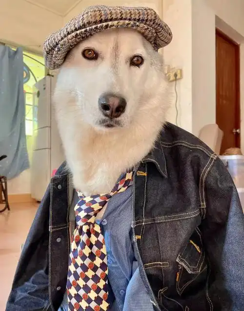 男友力哈士奇心动了吗