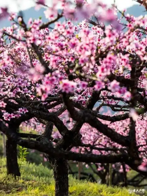 「活动招募」3/11日,上海出发宁波最美桃花源