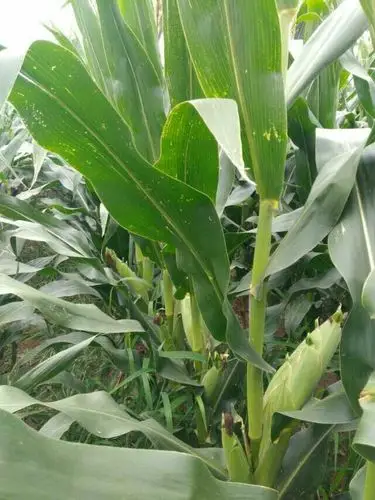 大丰收的选择…矮杆玉米相伴