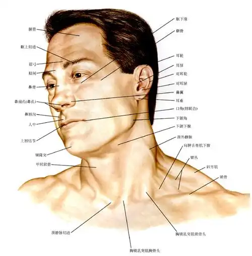 ①前方正中有呼吸道和消化管的颈段颈部各结构之间有疏松结缔组织填充