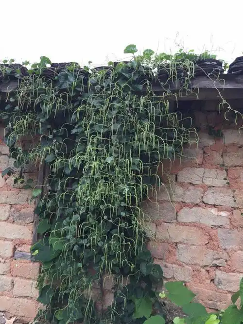 请问图片里的是什么植物?